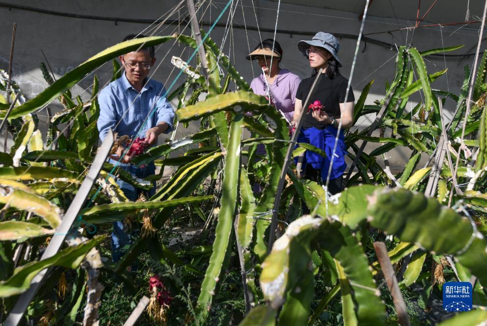 旺旺捕鱼食人鱼怎么放